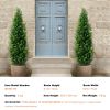 Artificial Cedar Topiary Tree, 60 inch Tall (2 Pieces), with Extra Leaves & Pot Faux Evergreen Fake Pine Cypress Trees Plant